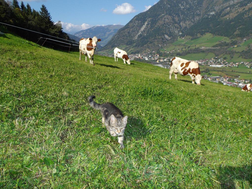 Vila Biobauernhof Aslgut Bad Hofgastein Exteriér fotografie